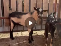 Козел, Alpine goat — снимка 6