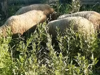 Vædder, Merino sheep — foto 5