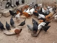 Chickens — 4 зураг