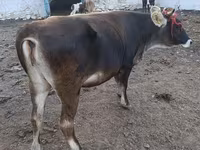Dibi, Alatau breed — sawirka 6