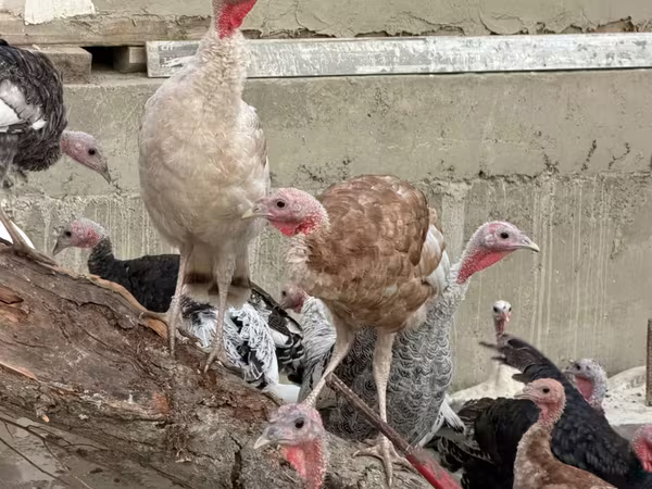 Turkeys