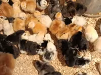 Chickens — foto 1