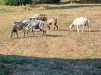 Ri’ dhaddig, Goats — sawirka 1