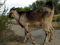 Kozel, Saanen goat — foto 4