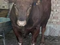 Buğa, Limuzin inəyi — foto 1