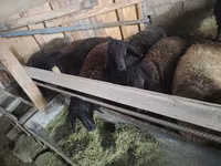 Beran, Edilbay sheep — foto 6