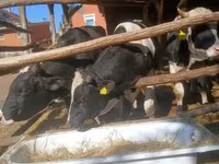 Touro, Raça Holstein — foto 3