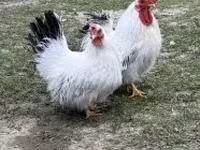 Chickens — foto 4