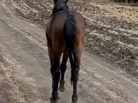 Cal, Kazakh horse — foto 3