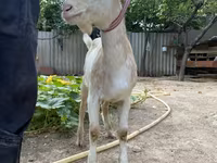 Коза, Saanen goat — снимка 1