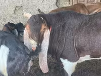 بز نر, Kamori goats — عکس 1