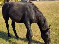 At, Nonius horse — foto 4