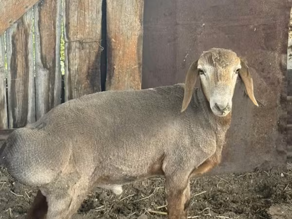 كبش, Edilbay sheep