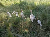 Turkeys — Foto 3