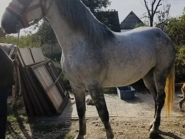 Kuda betina, Andalusian horse
