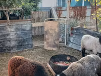 قوچ, Romanov sheep — عکس 4