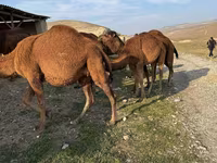 Kamel, Kamele — Foto 2