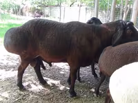 Kambing jantan, Sheep — foto 2