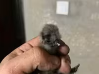 Ayam Cemani — foto 5