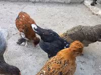 بنتام ژاپنی — عکس 5