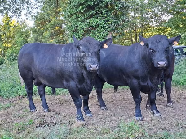 Dibi, Hereford — Boqortooyada Midowday