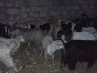 Koç, Koyunlar — foto 1