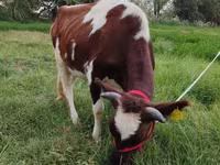 Ko, Simmental cattle — foto 2