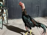 Chickens — foto 4