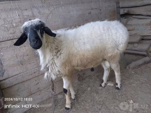 Vædder, Blackheaded Persian sheep