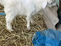 बकरा, Saanen goat — फ़ोटो 1