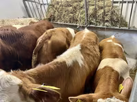 گاو نر, Simmental cattle — عکس 5