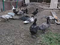 Turkeys — foto 2