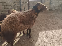 قوچ, گوسفند — عکس 1