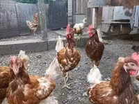 Chickens — fotografija 5