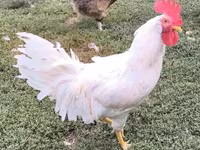 Leghorn — Foto 3