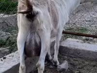 بز نر, بز — عکس 4