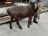 Beran, Ordabasy sheep — foto 2