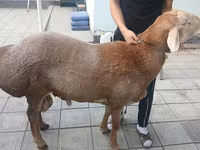 แกะตัวผู้, Edilbay sheep — รูปภาพ 2