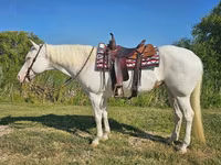 Кобила, American paint horse — фото 2