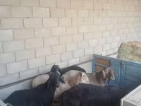 Vædder, Hissar sheep — foto 6