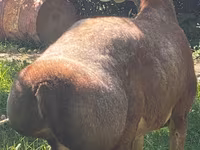 بھیڑ, بھیڑیں — تصویر 3