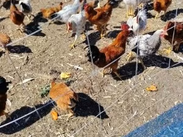 Chickens