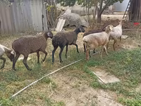 Får, Edilbay sheep — foto 5