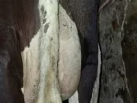 Mucca, Russian Black pied cattle — foto 2