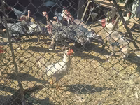 Turkeys — photo 4