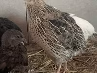 Quails — عکس 2