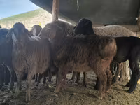 Ram, Hissar sheep — foto 6
