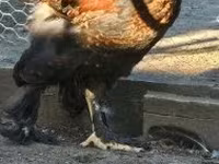 Brahma — foto 8
