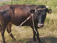 گاو ماده, گاو — عکس 1