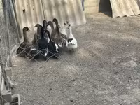 Ducks — լուսանկար 7